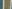Bunt