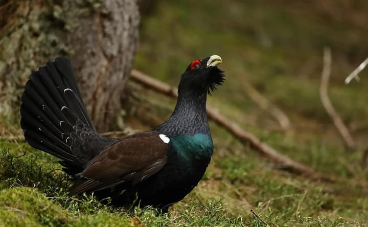 Agissez avec nous pour la forêt !
