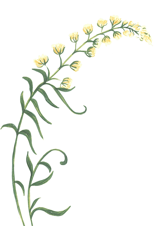 Grand Palais x Linvosges