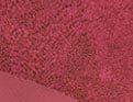 L’instant Framboise