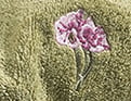 Kirschblüte Mandelgrün