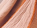Les Papyrus Corail Rose
