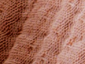Papyrus Altrosa