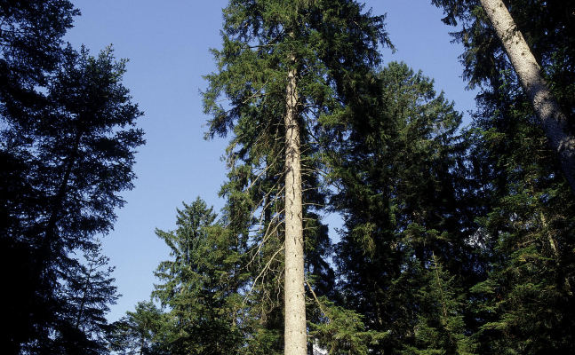 Bäume für unsere Lebensqualität von Morgen pflanzen