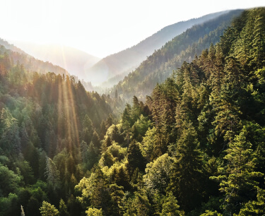 Agissez avec nous pour la forêt !