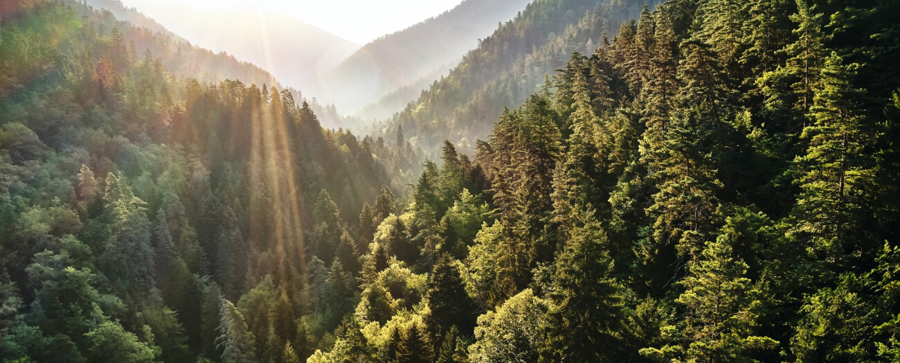 Agissez avec nous pour la forêt !