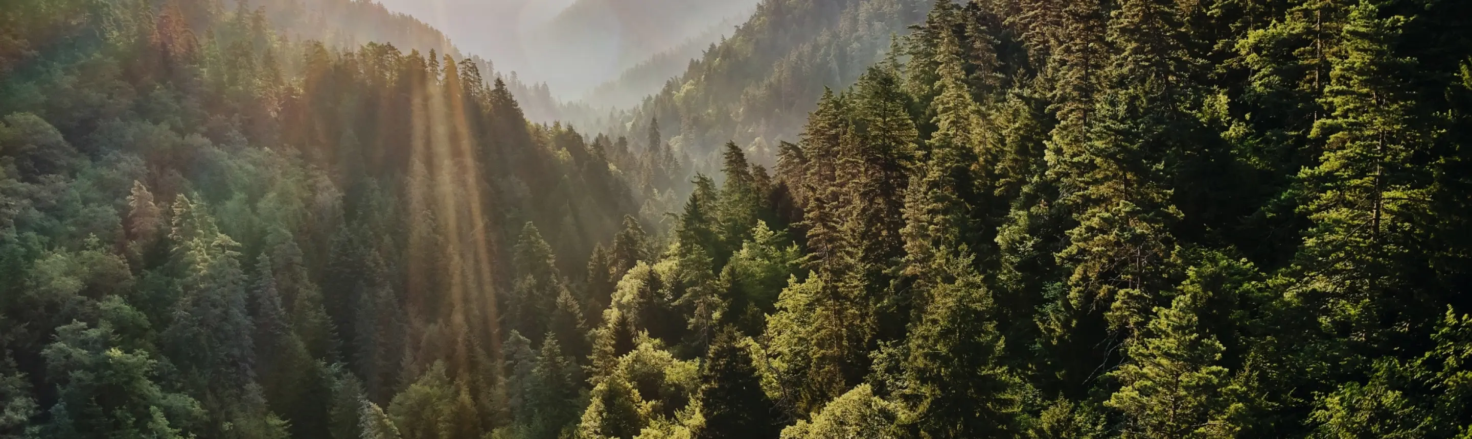 Agissez avec nous pour la forêt !