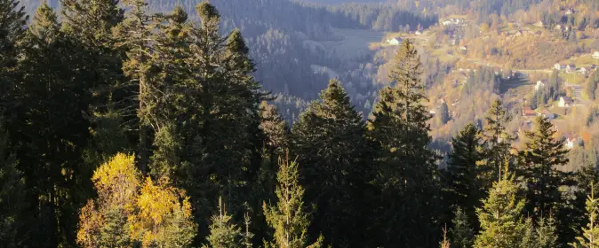 Agissez avec nous pour la forêt !