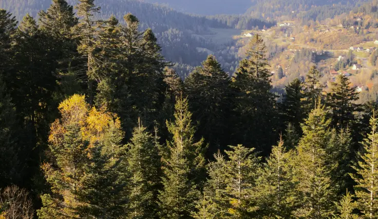 Agissez avec nous pour la forêt !