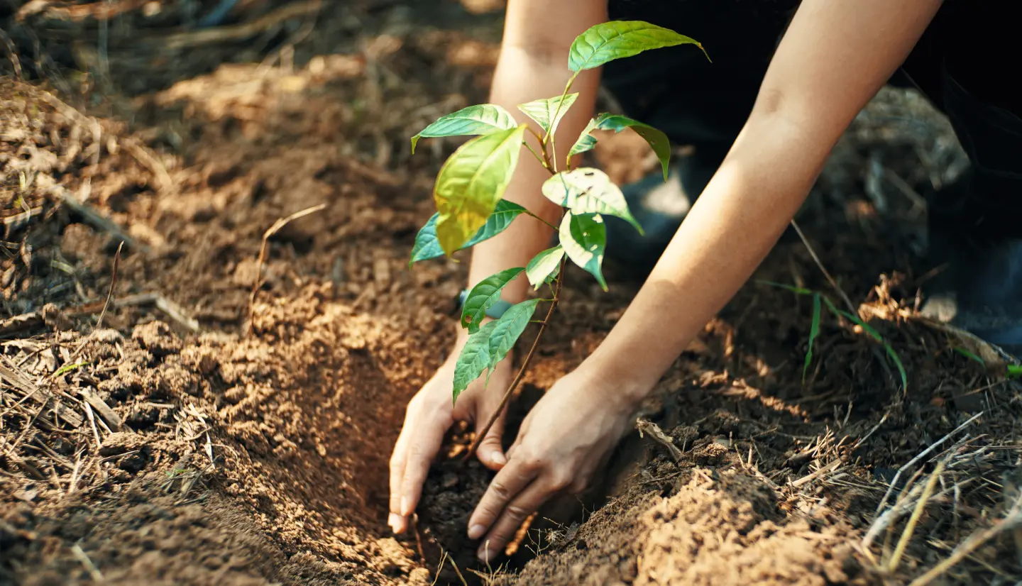 Innovation für den Wald