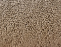 Vogelgesang graubeige