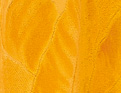 Sous un palmier curcuma