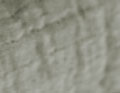 Les Papyrus galet
