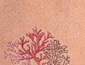 Mer de corail saumon